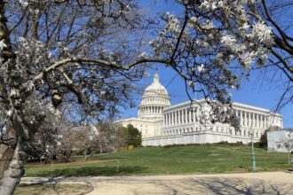 A photo of the us capitol building behind a flowering tree.