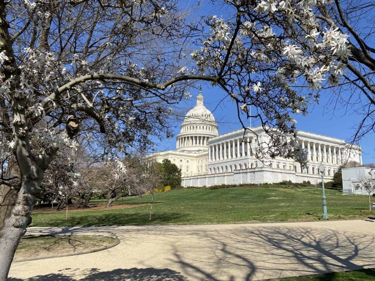 A photo of the us capitol building behind a flowering tree.