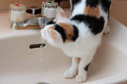 Flint a calico cat in a bathroom sink drinking water from the tap