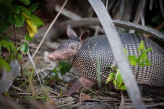 An armadillo roams a stretch of maritime hammock in search of food at honeymoon island in dunedin, florida. Scientists have teamed up to study whether armadillos fueled an uptick in human leprosy cases in florida.