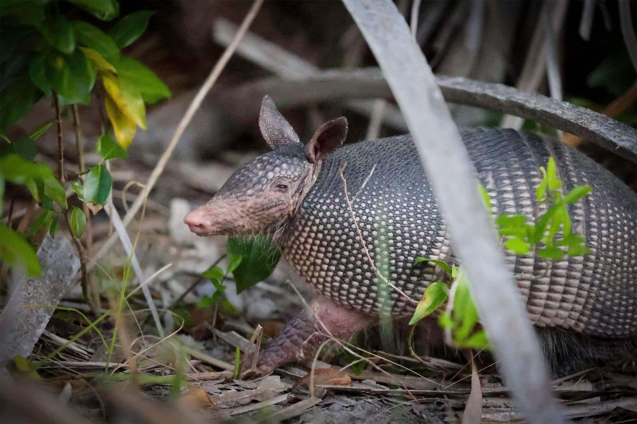 An armadillo roams a stretch of maritime hammock in search of food at honeymoon island in dunedin, florida. Scientists have teamed up to study whether armadillos fueled an uptick in human leprosy cases in florida.