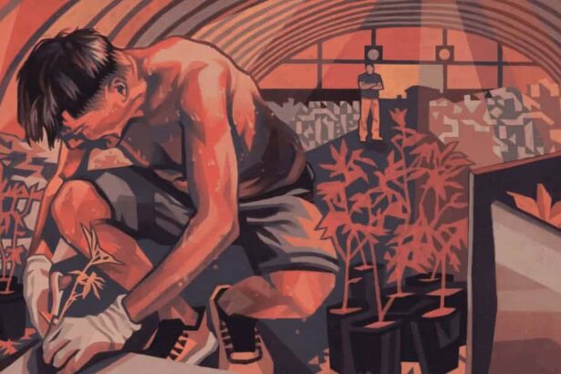 Illustration of a man who died while working on a marijuana farm