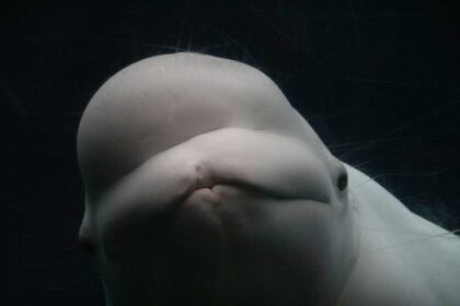 Oil alaska whales: an adorable beluga whale, happy that the judge saved him.