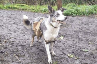 Doggy bags packed with seeds on dogs to rewind nature reserve