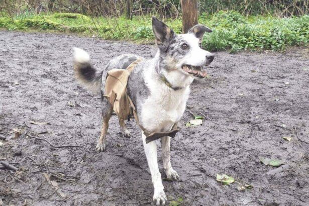 Doggy bags packed with seeds on dogs to rewind nature reserve