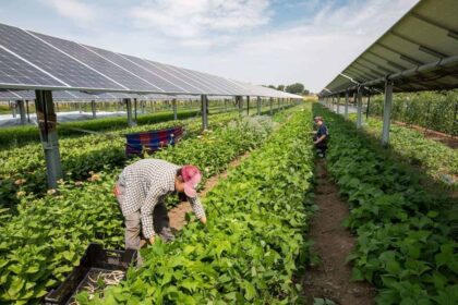 Farmers work at an agrivoltaics test project in colorado in 2021.