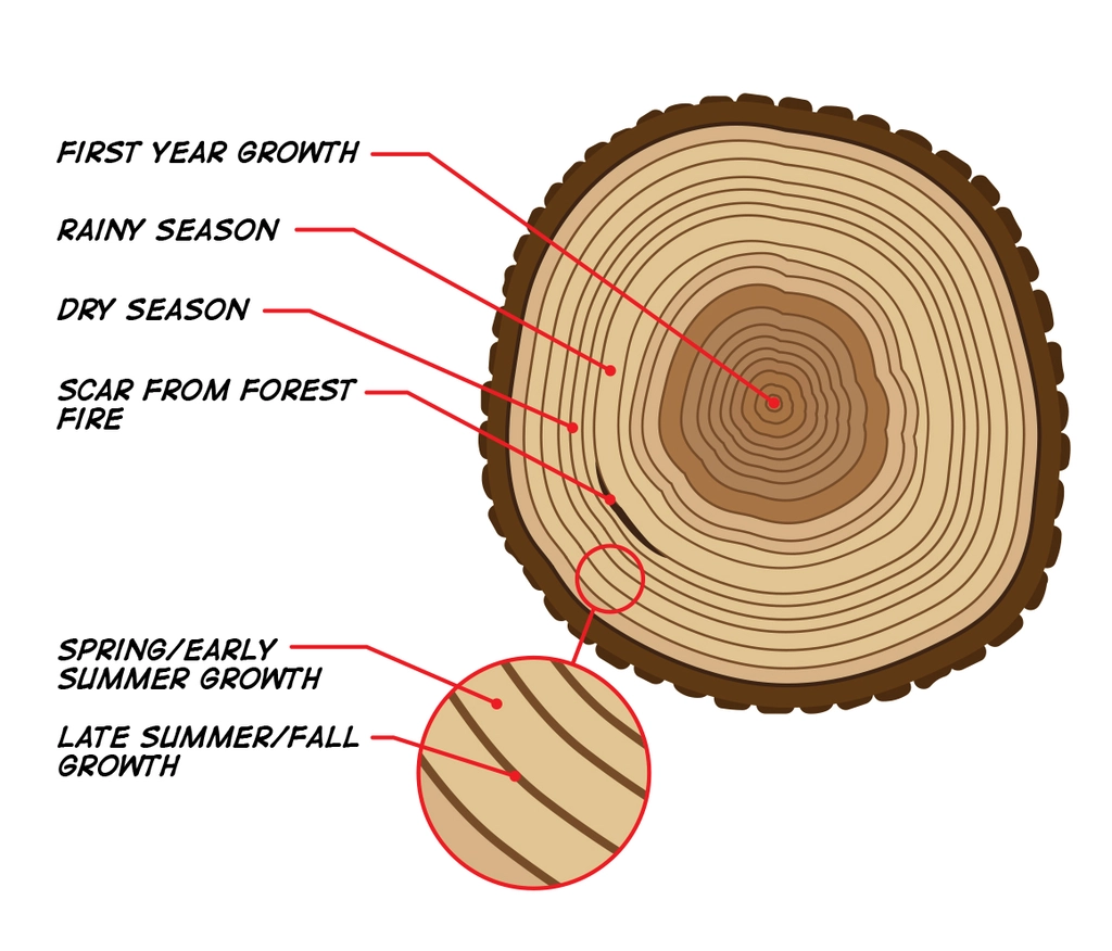 Tree rings graphic showing what they mean