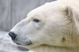 Polar bear head close-up side view