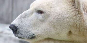 Polar bear head close-up side view