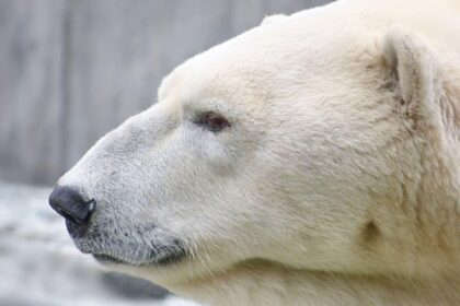 Polar bear head close-up side view