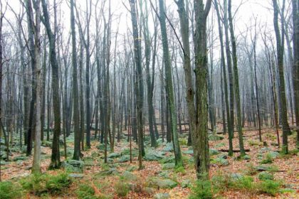 Trees in the misty dead forest