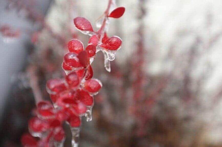 Climate change is it real? Photo of a pink flower with ice melting on it
