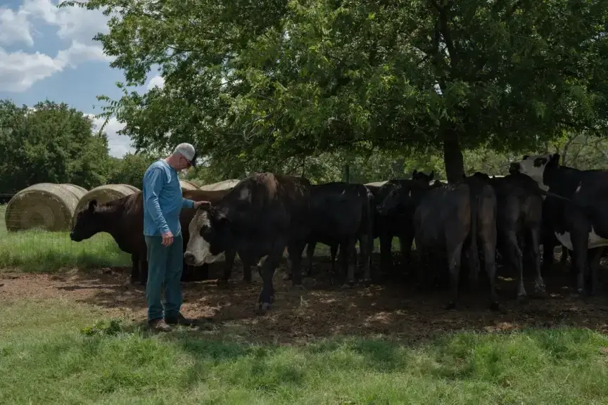 Tony Coleman pets "Tank," a bull they raised and bottle-fed as a calf on their property in Grandview on Aug. 5, 2024. 