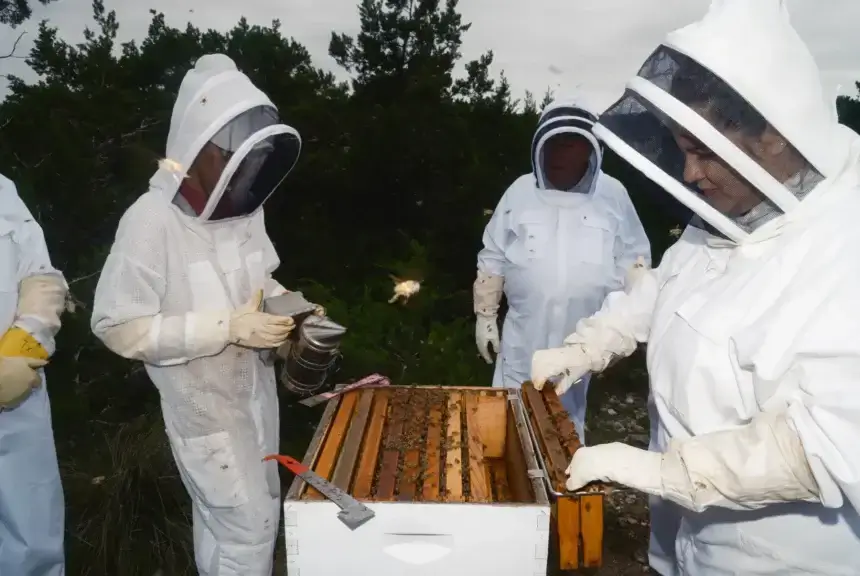 Students inspect beehives in Texas