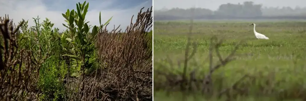 Left: A young black mangrove grows with pickleweed, a succulent forb, near Oso Bay in Corpus Christi. Right: A whooping crane hunts in a salt marsh where a few mangrove trees dot the shoreline. Mangroves crowd out native plants, including Carolina wolfberry, a food source for the endangered cranes.
