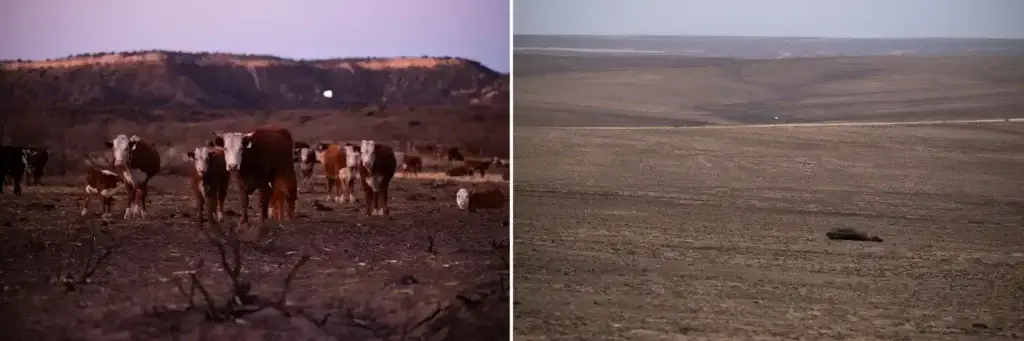 Left: Cattle stand in the burn scar from the Smokehouse Creek fire on March 3 in Hemphill County. Right: A dead cow lays in a pasture burned by the Smokehouse Creek fire in Roberts County on March 3. 