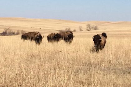 Reintroducing bison to kansas tall grass prairies