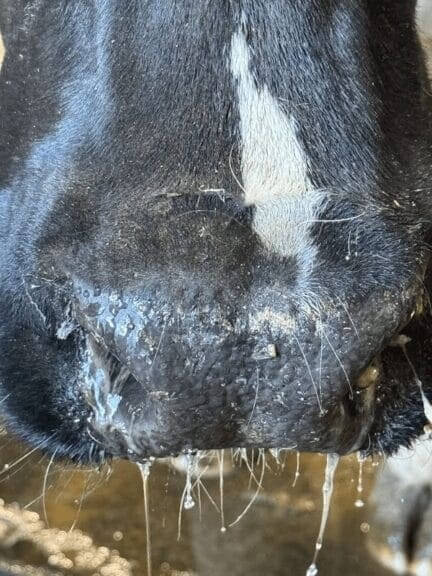 Bird flu studies on spread, Closeup photo of a cow’s runny nose