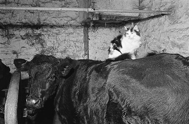 House cats with bird flu. A cat sleeping on the back of a cow in the barn