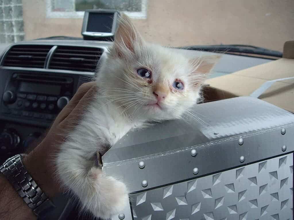 House cats with bird flu A sick kitten with runny eyes common in upper respiratory infections