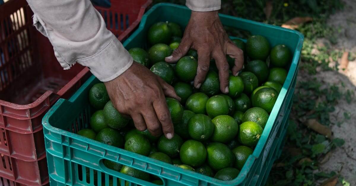 Tariffs affect food prices Close-up of hands picking fresh limes from a crate during harvest in Chavarrillo, Mexico.