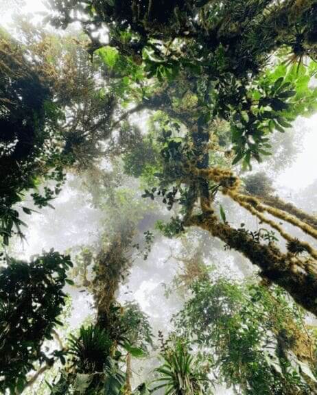 moth perspective Nature in the woods. Looking up at the sky through the trees.