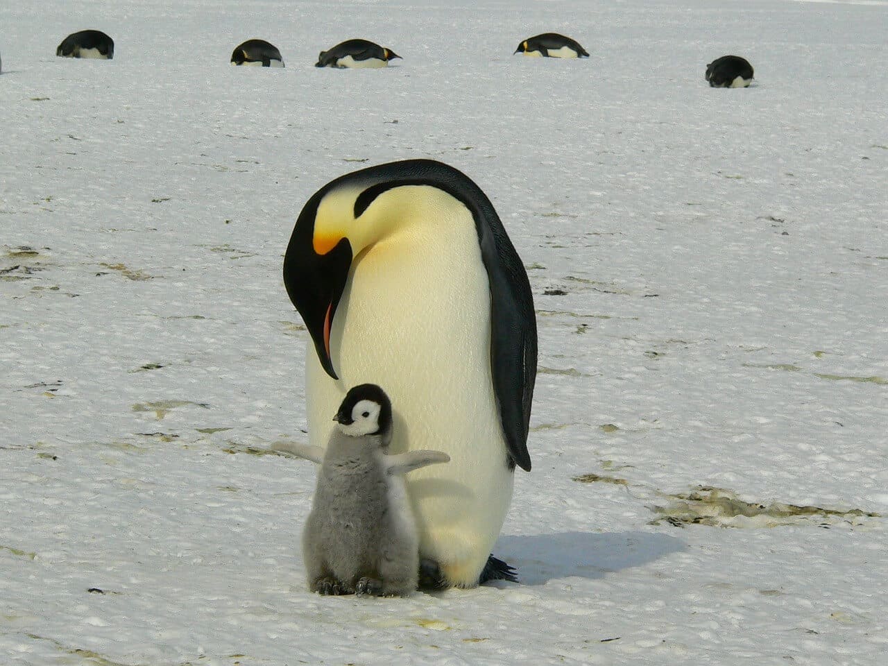 Penguin and baby. Penguin guano cooling antarctica