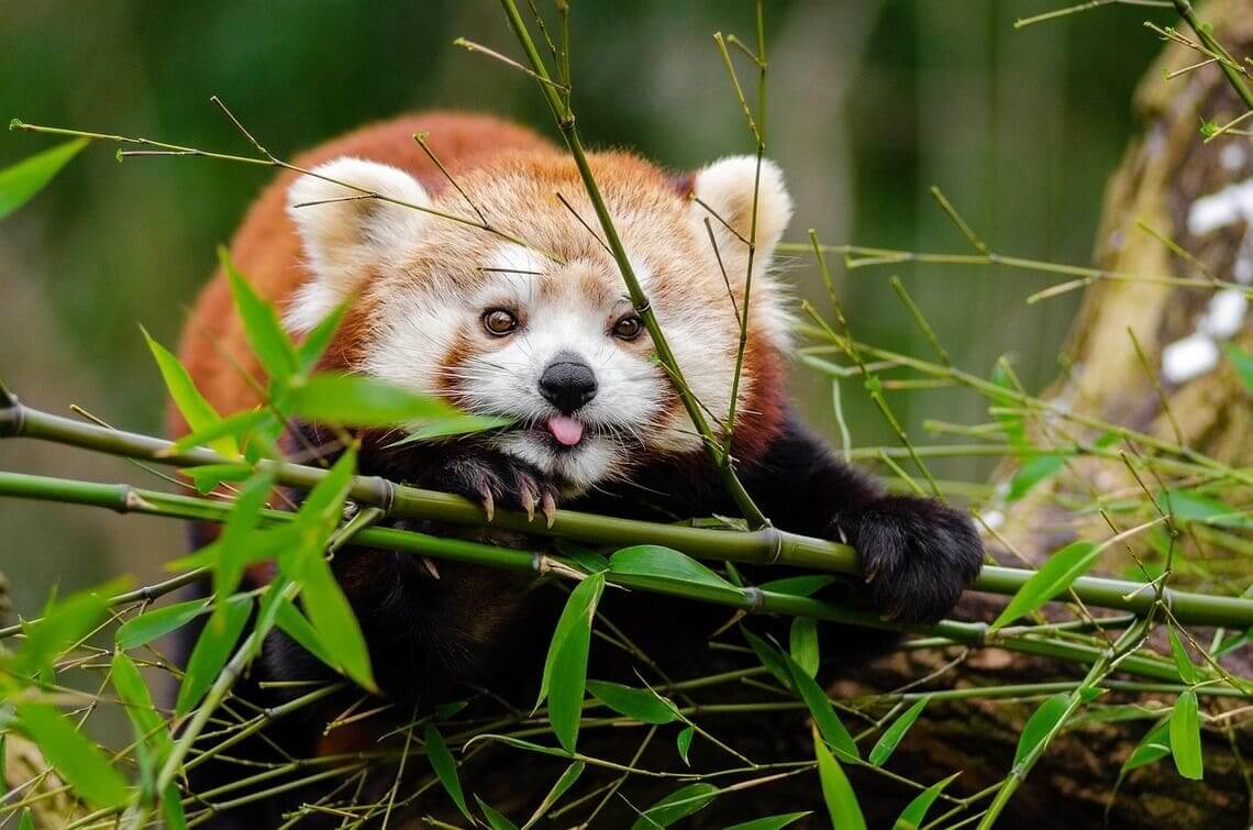 Animals a seat at the table. A red panda with its tongue sticking out.