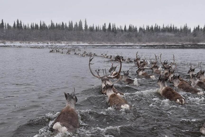 National petroleum reserve caribou herd swimming