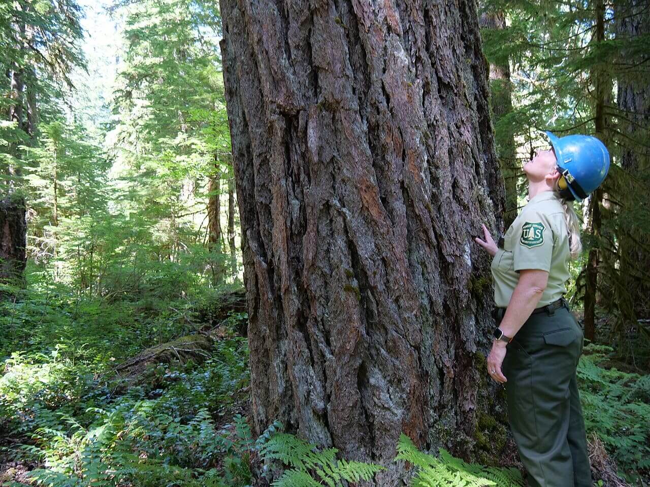 Forest service old growth tour