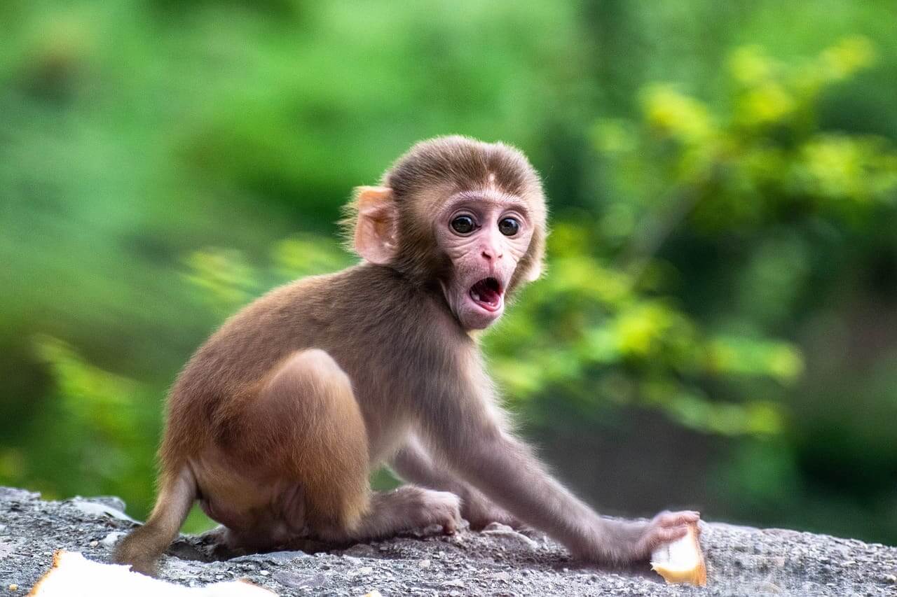 Monkey looking surprised