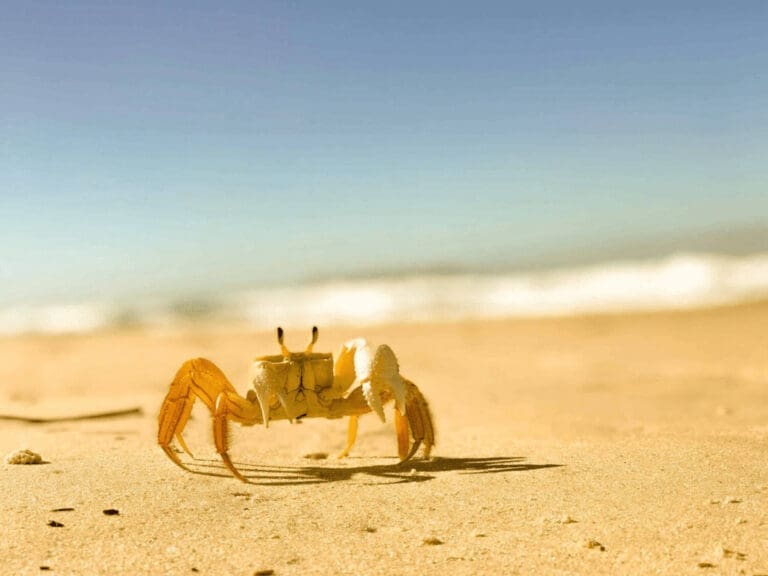 Little crab on a beach
