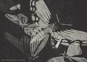 Violinist composes music from moth flight data to highlight insect decline