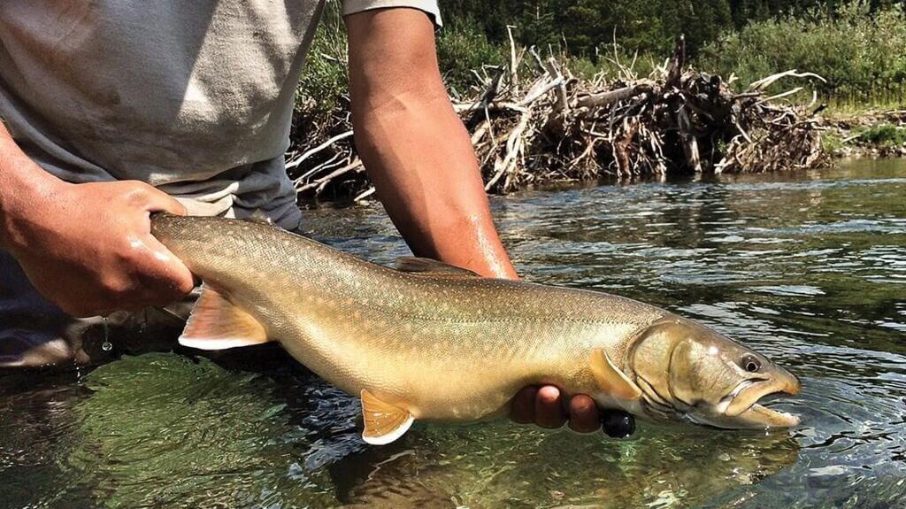Forest service worker holding a bull trout