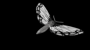 Violinist composes music from moth flight data to highlight insect decline