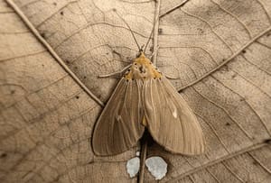 Violinist composes music from moth flight data to highlight insect decline