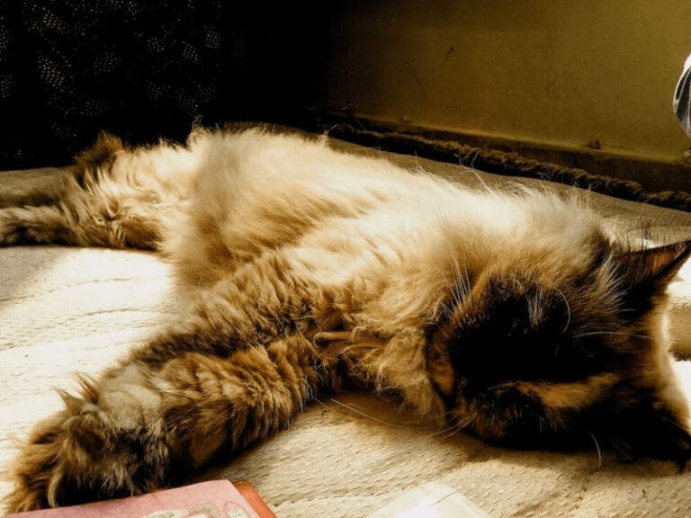 Long haired cat sleeping on its side