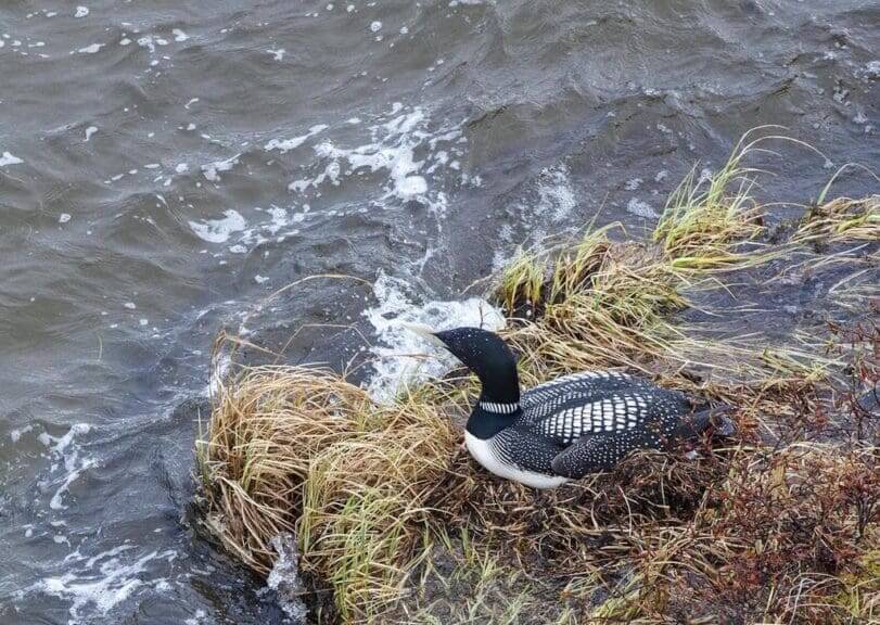 Yellow-billed loon in national petroleum reserve
