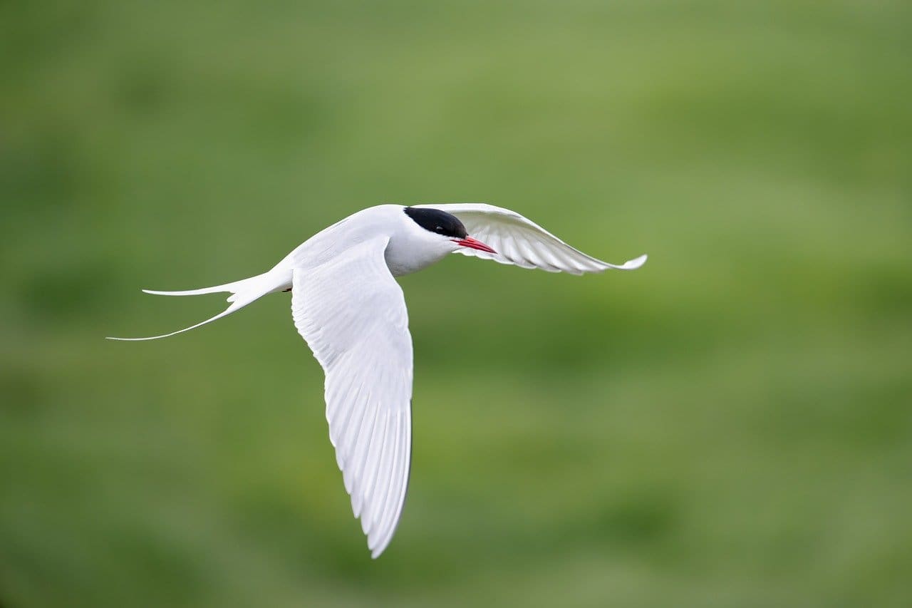 Arctic tern bird flying