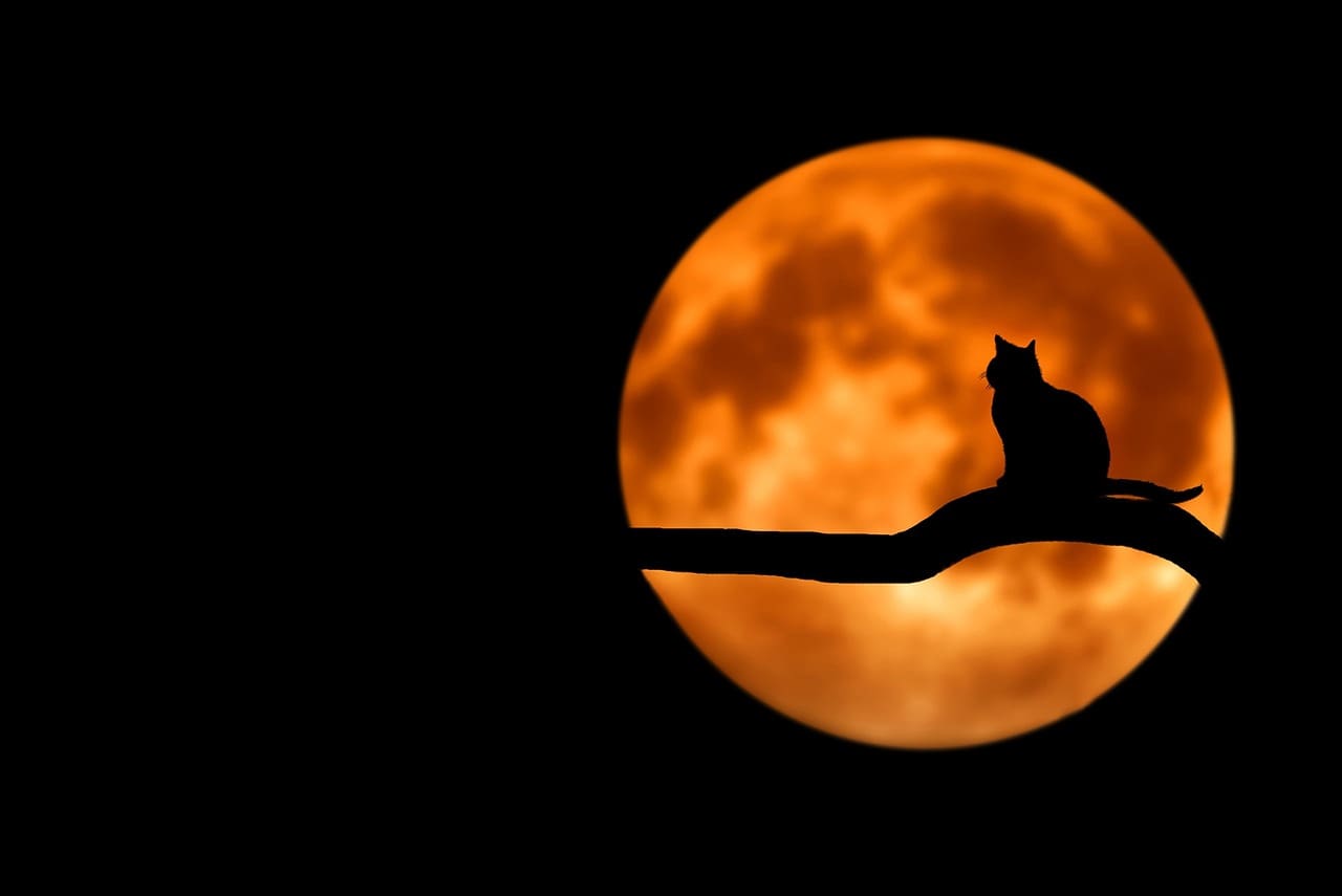 Disasters are deadlier at night. A cat sits in a tree in front of a full moon