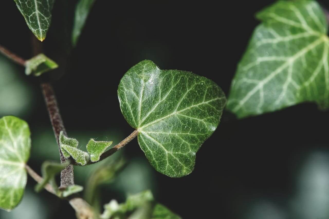 Close up photo of ivy