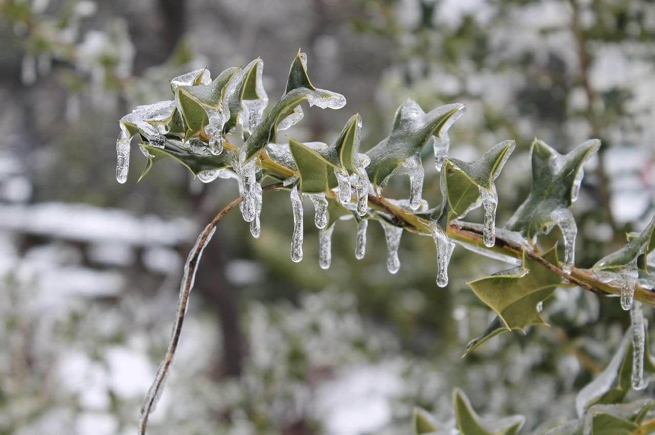 Ice coating leaves