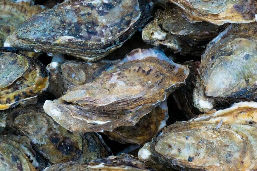 Oysters