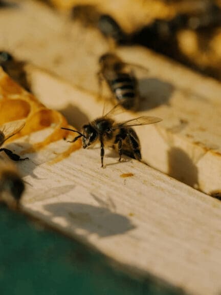 Close up of bees