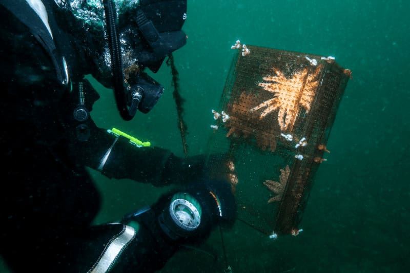 Diver looking at a sea star in the ocean