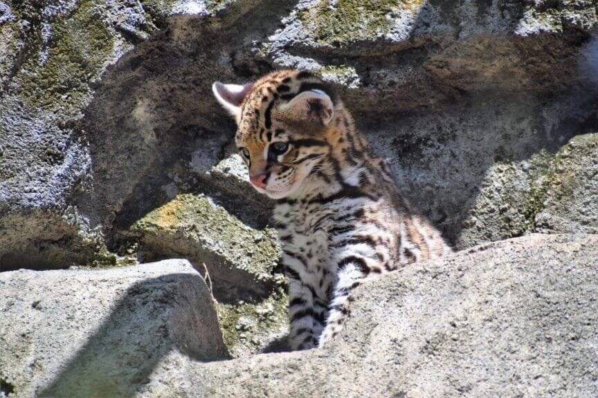 Endangered species Act was waived that protected the Ocelot.