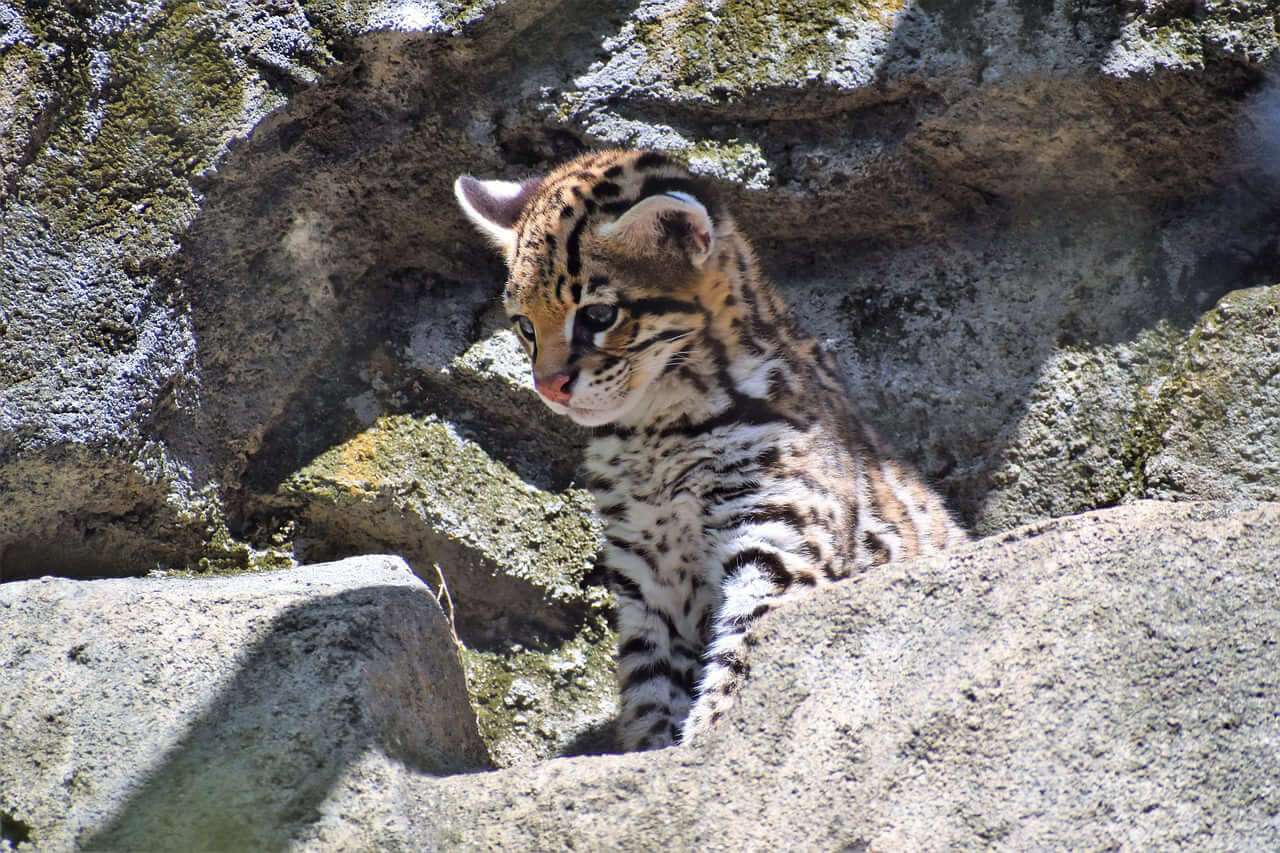 Endangered species act was waived that protected the ocelot.