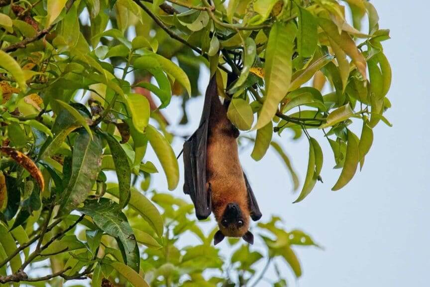 A fruit bat hanging in a tree. They carry the nipah virus.