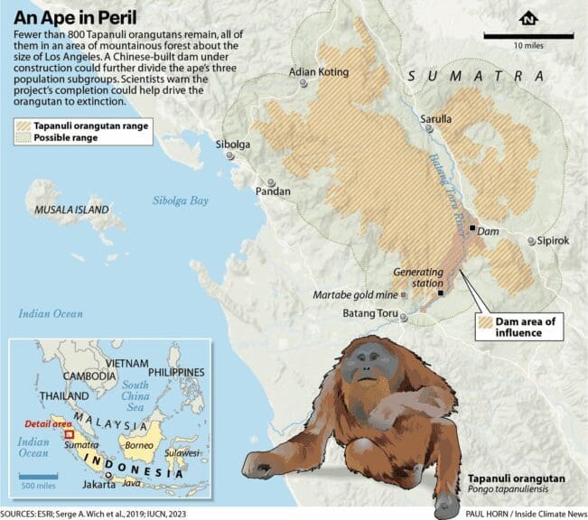 indonesia dam ape Map showing tapanuli orangutan location