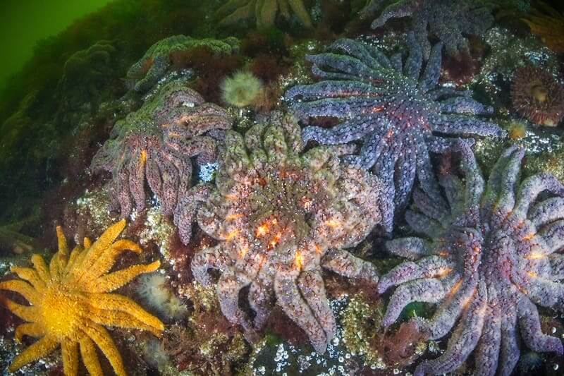 Sea star in a lab study
